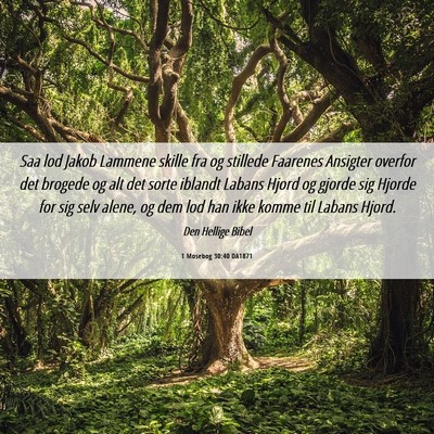 Picture 06 - 1 Mosebog 30:40 DA1871 - Saa lod Jakob Lammene skille fra og stillede - Bible Verse Picture