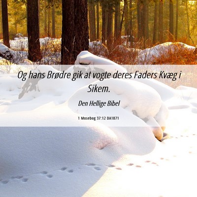 Picture 06 - 1 Mosebog 37:12 DA1871 - Og hans Brødre gik at vogte deres Faders Kvæg i - Bible Verse Picture