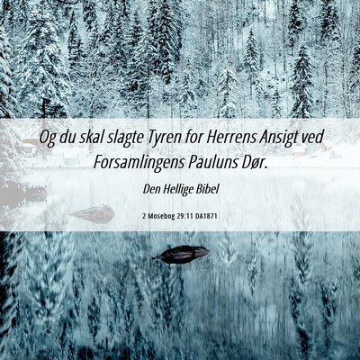 Picture 06 - 2 Mosebog 29:11 DA1871 - Og du skal slagte Tyren for Herrens Ansigt ved - Bible Verse Picture