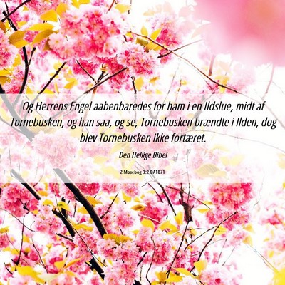 Picture 06 - 2 Mosebog 3:2 DA1871 - Og Herrens Engel aabenbaredes for ham i en - Bible Verse Picture