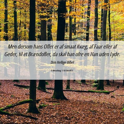 Picture 06 - 3 Mosebog 1:10 DA1871 - Men dersom hans Offer er af smaat Kvæg, af Faar - Bible Verse Picture