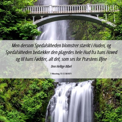 Picture 06 - 3 Mosebog 13:12 DA1871 - Men dersom Spedalskheden blomstrer stærkt i - Bible Verse Picture