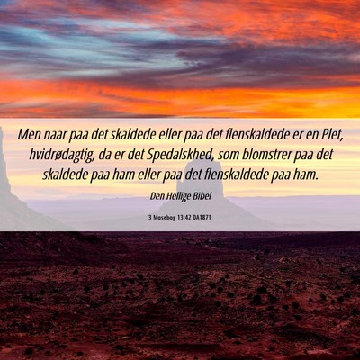 Picture 06 - 3 Mosebog 13:42 DA1871 - Men naar paa det skaldede eller paa det - Bible Verse Picture