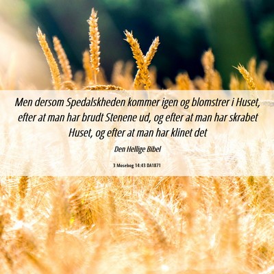 Picture 06 - 3 Mosebog 14:43 DA1871 - Men dersom Spedalskheden kommer igen og blomstrer - Bible Verse Picture