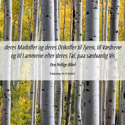 Picture 06 - 4 Mosebog 29:37 DA1871 - deres Madoffer og deres Drikoffer til Tyren, til - Bible Verse Picture