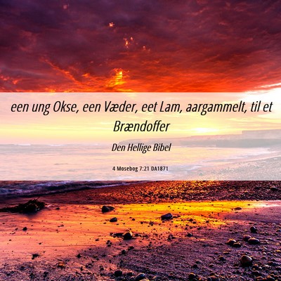 Picture 06 - 4 Mosebog 7:21 DA1871 - een ung Okse, een Væder, eet Lam, aargammelt, - Bible Verse Picture