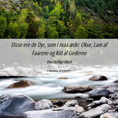 Picture 06 - 5 Mosebog 14:4 DA1871 - Disse ere de Dyr, som I maa æde: Okse, Lam af - Bible Verse Picture