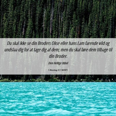 Picture 06 - 5 Mosebog 22:1 DA1871 - Du skal ikke se din Broders Okse eller hans Lam - Bible Verse Picture