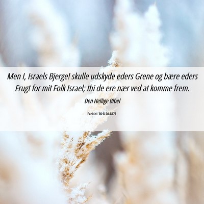 Picture 06 - Ezekiel 36:8 DA1871 - Men I, Israels Bjerge! skulle udskyde eders Grene - Bible Verse Picture