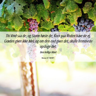 Picture 06 - Hoseas 8:7 DA1871 - Thi Vind saa de, og Storm høste de; Korn paa - Bible Verse Picture