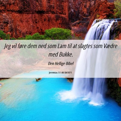 Picture 06 - Jeremias 51:40 DA1871 - Jeg vil føre dem ned som Lam til at slagtes som - Bible Verse Picture