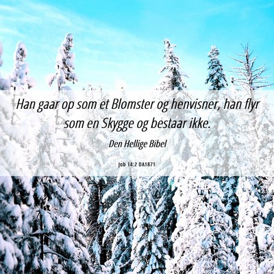 Picture 06 - Job 14:2 DA1871 - Han gaar op som et Blomster og henvisner, han - Bible Verse Picture