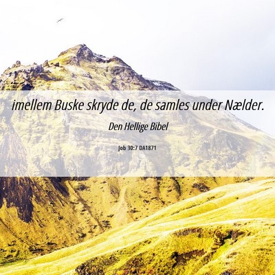 Picture 06 - Job 30:7 DA1871 - imellem Buske skryde de, de samles under - Bible Verse Picture