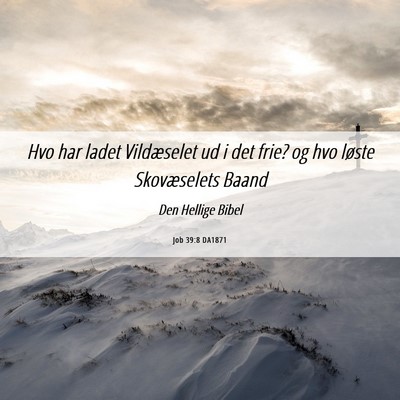 Picture 06 - Job 39:8 DA1871 - Hvo har ladet Vildæselet ud i det frie? og hvo - Bible Verse Picture