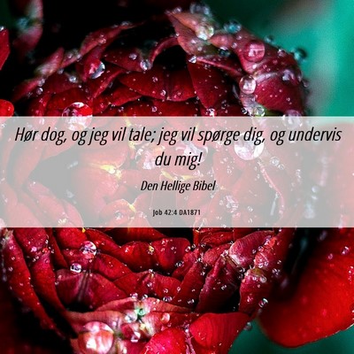 Picture 06 - Job 42:4 DA1871 - Hør dog, og jeg vil tale; jeg vil spørge dig, - Bible Verse Picture