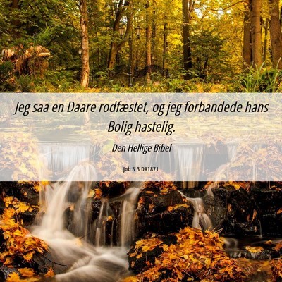 Picture 06 - Job 5:3 DA1871 - Jeg saa en Daare rodfæstet, og jeg forbandede - Bible Verse Picture