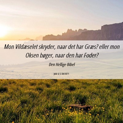 Picture 06 - Job 6:5 DA1871 - Mon Vildæselet skryder, naar det har Græs? - Bible Verse Picture
