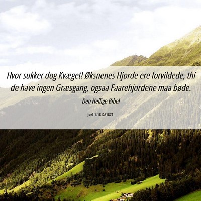Picture 06 - Joel 1:18 DA1871 - Hvor sukker dog Kvæget! Øksnenes Hjorde ere - Bible Verse Picture