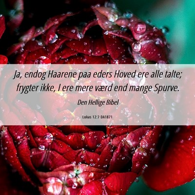 Picture 06 - Lukas 12:7 DA1871 - Ja, endog Haarene paa eders Hoved ere alle talte; - Bible Verse Picture