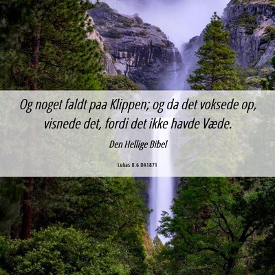Picture 06 - Lukas 8:6 DA1871 - Og noget faldt paa Klippen; og da det voksede op, - Bible Verse Picture