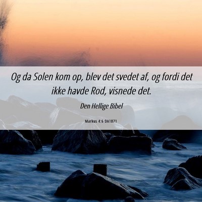 Picture 06 - Markus 4:6 DA1871 - Og da Solen kom op, blev det svedet af, og fordi - Bible Verse Picture