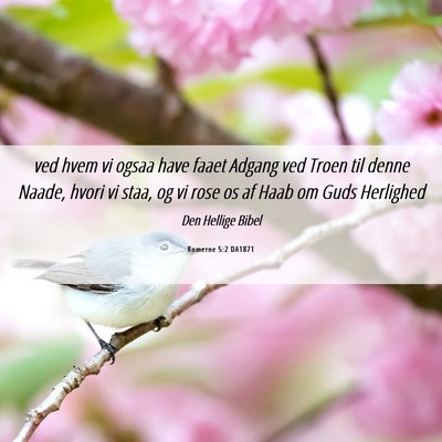 Picture 06 - Romerne 5:2 DA1871 - ved hvem vi ogsaa have faaet Adgang ved Troen til - Bible Verse Picture