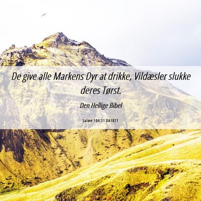 Picture 06 - Salme 104:11 DA1871 - De give alle Markens Dyr at drikke, Vildæsler - Bible Verse Picture