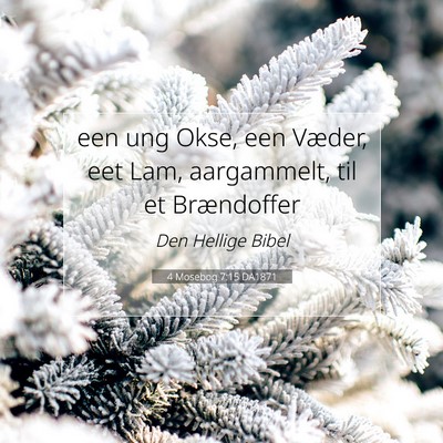Picture 07 - 4 Mosebog 7:15 DA1871 - een ung Okse, een Væder, eet Lam, aargammelt, - Bible Verse Picture