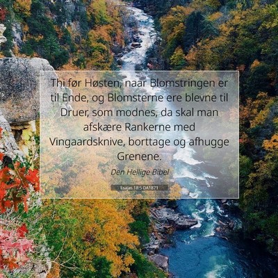 Picture 07 - Esajas 18:5 DA1871 - Thi før Høsten, naar Blomstringen er til Ende, - Bible Verse Picture