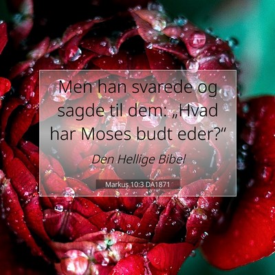 Picture 07 - Markus 10:3 DA1871 - Men han svarede og sagde til dem: „Hvad har - Bible Verse Picture